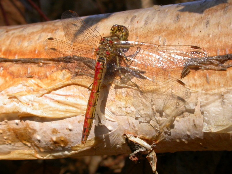 Tris di Sympetrum 