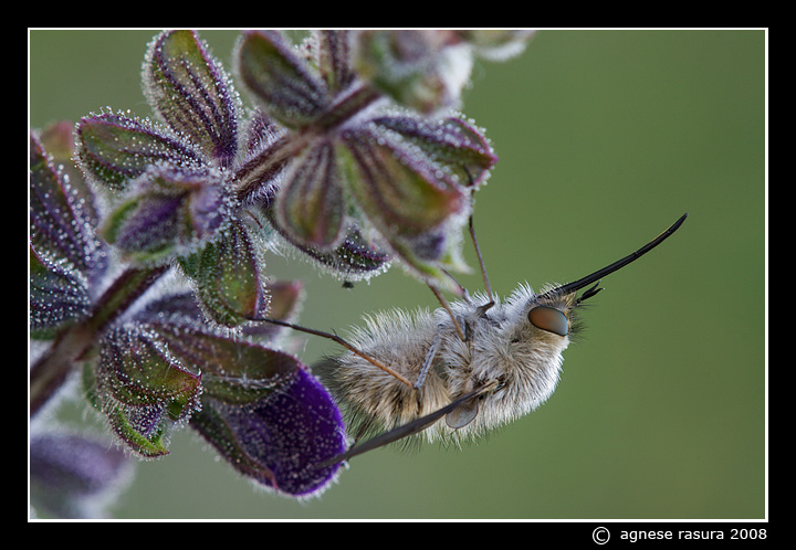 Bombylius sp.