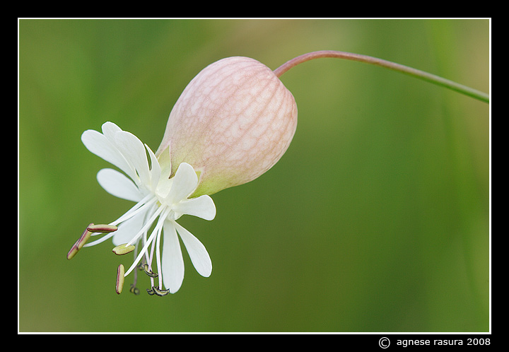 Silene vulgaris