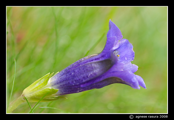 Gentiana acaulis (= kochiana) / Genziana di Koch