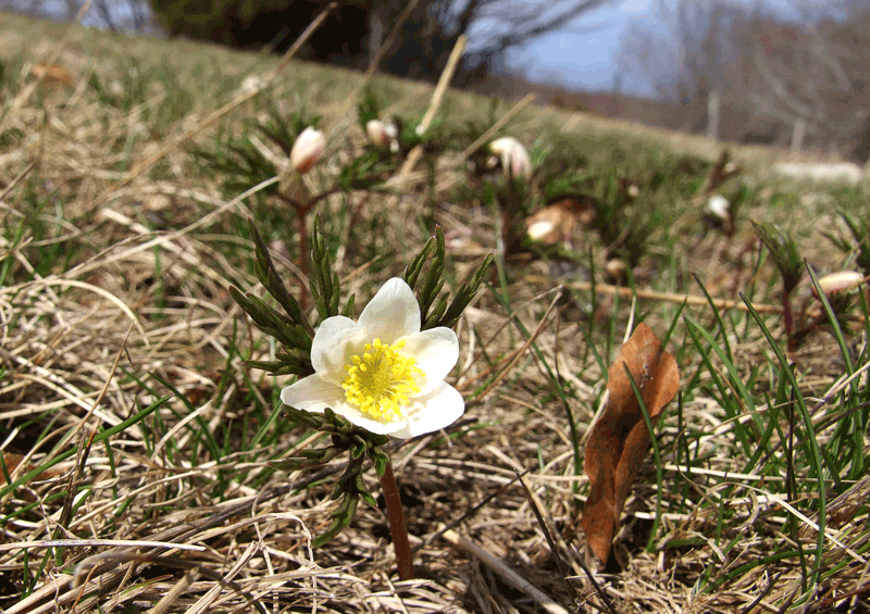 Anemone nemorosa da piccola