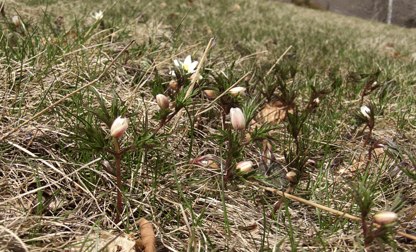 Anemone nemorosa da piccola