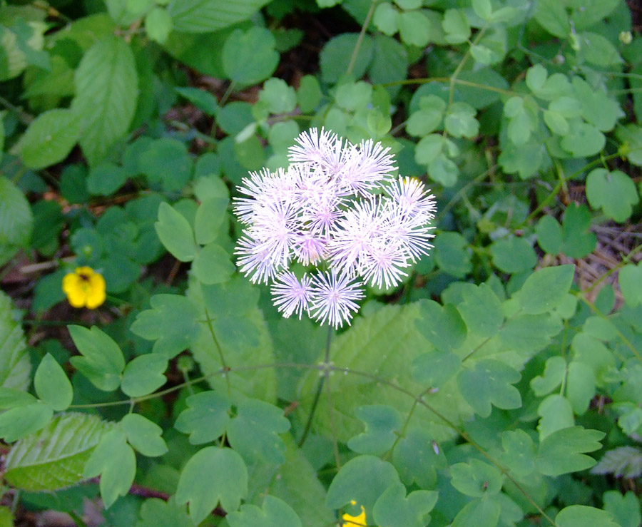 Thalictrum aquilegifolium