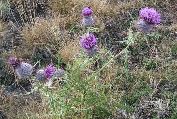 Cirsium morisianum / Cardo di Moris