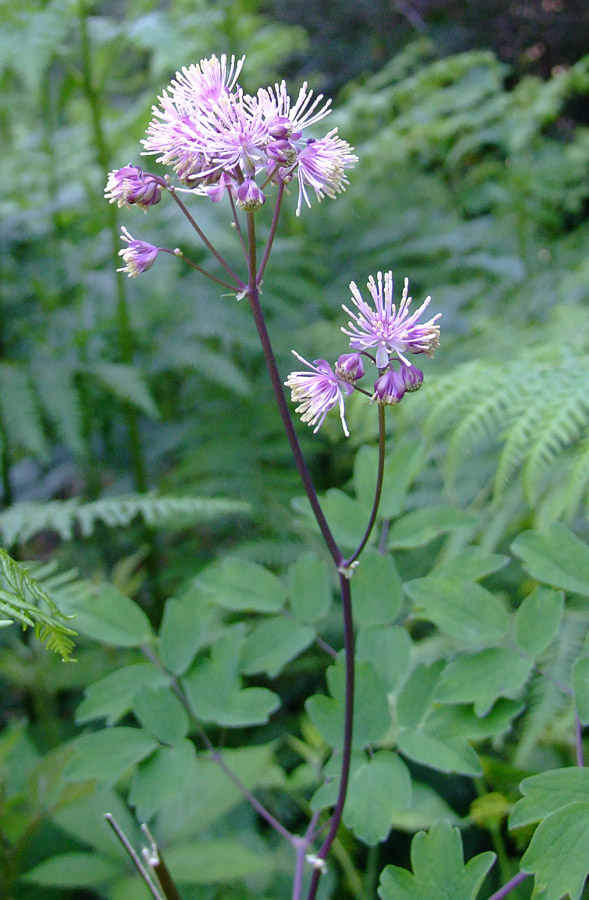 Thalictrum aquilegifolium