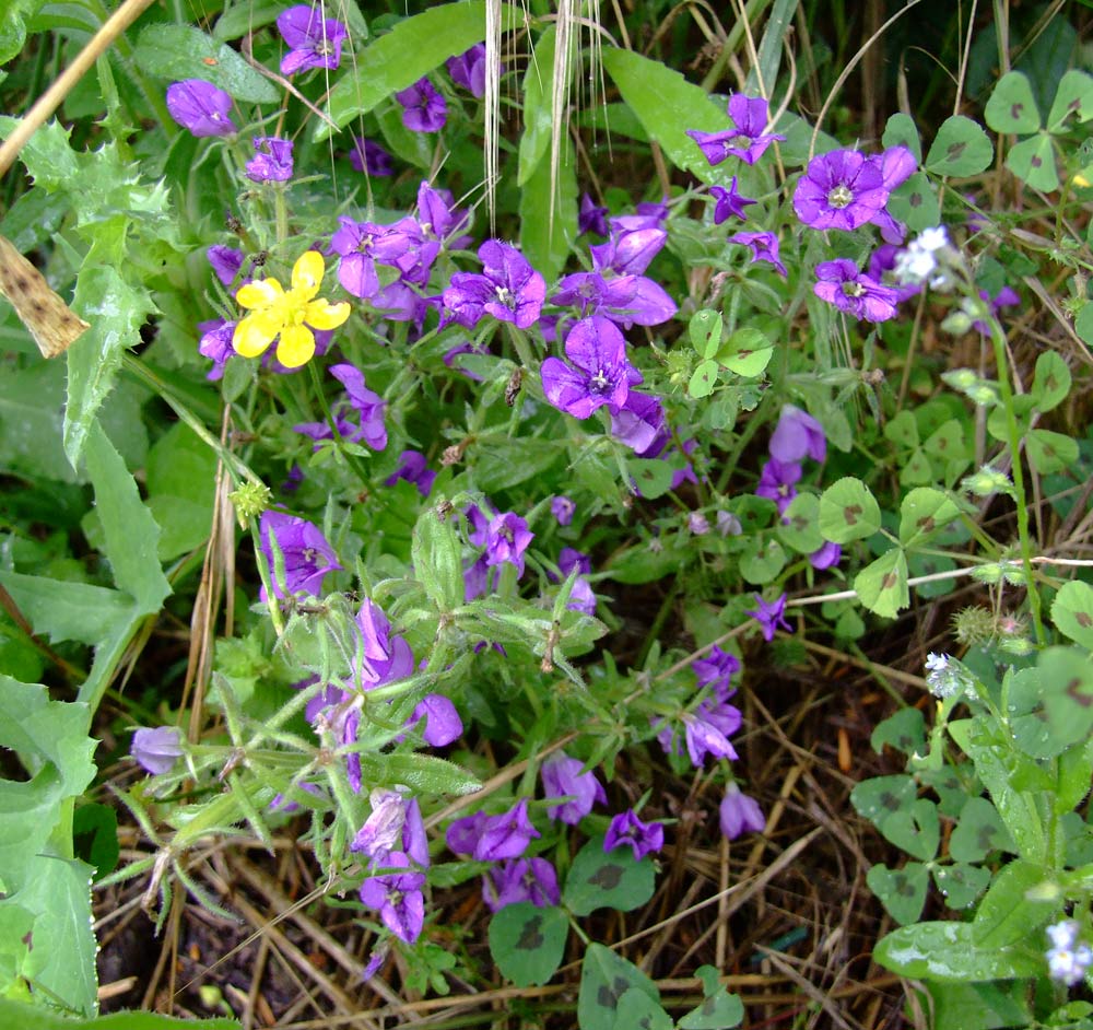 Legousia speculum-veneris