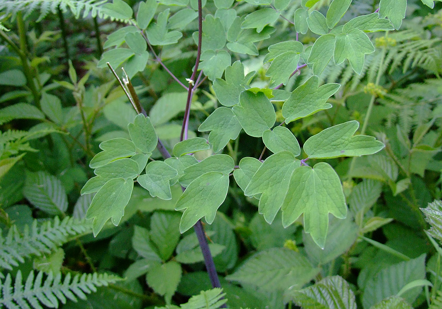 Thalictrum aquilegifolium