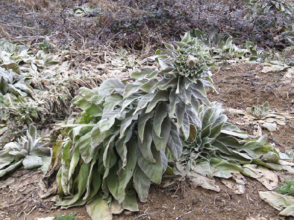 che cosa sono? - Verbascum sp.