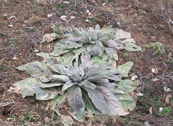 che cosa sono? - Verbascum sp.