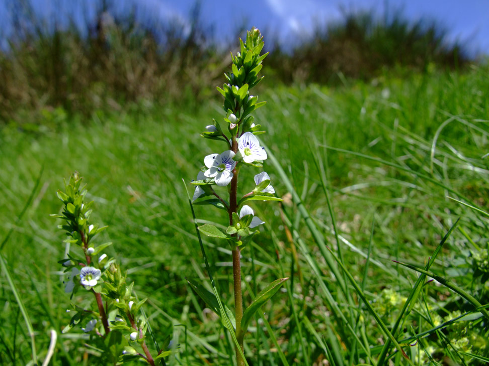 Veronica serpyllifolia / Veronica a foglie di Serpillo