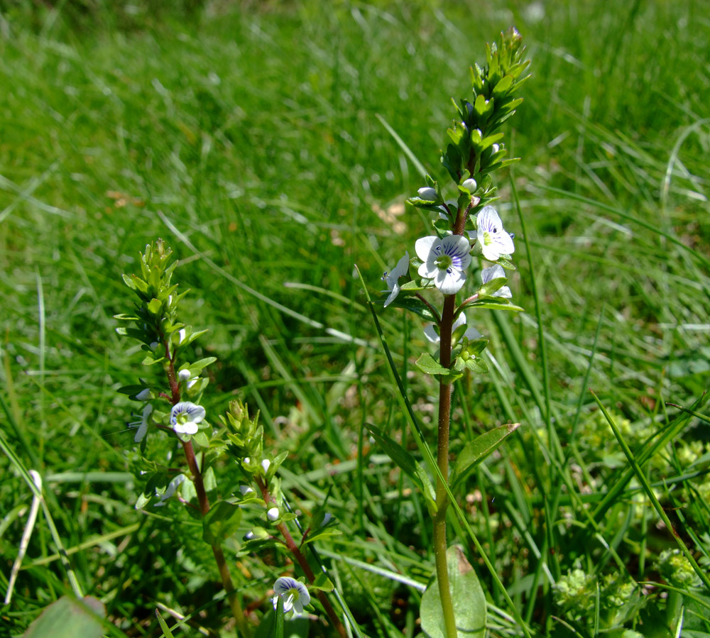 Veronica serpyllifolia / Veronica a foglie di Serpillo