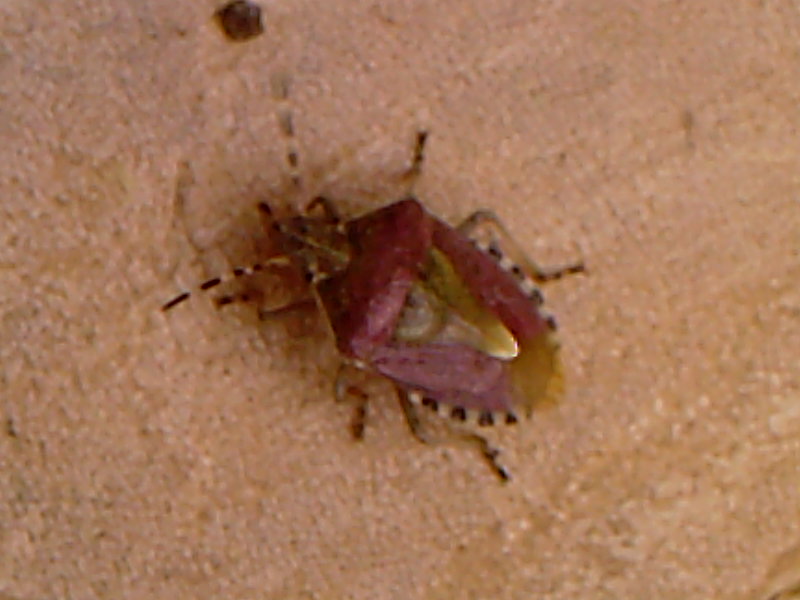 Pentatomidae: Dolycoris baccarum