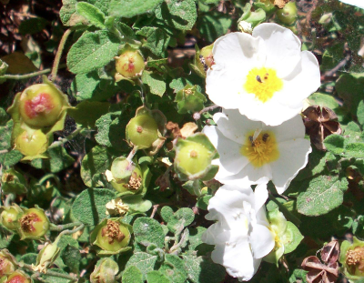 Sicilia - Cistus salvifolius