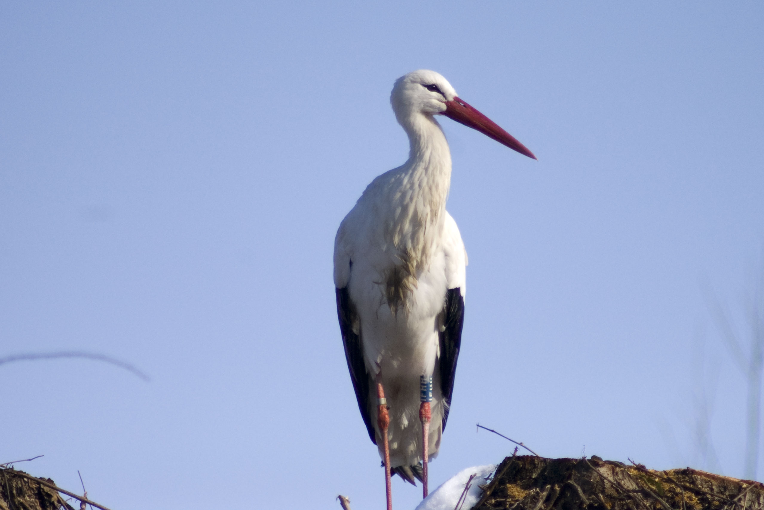 ciconia ciconia