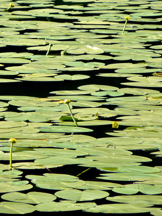 Laghi.......del TRENTINO