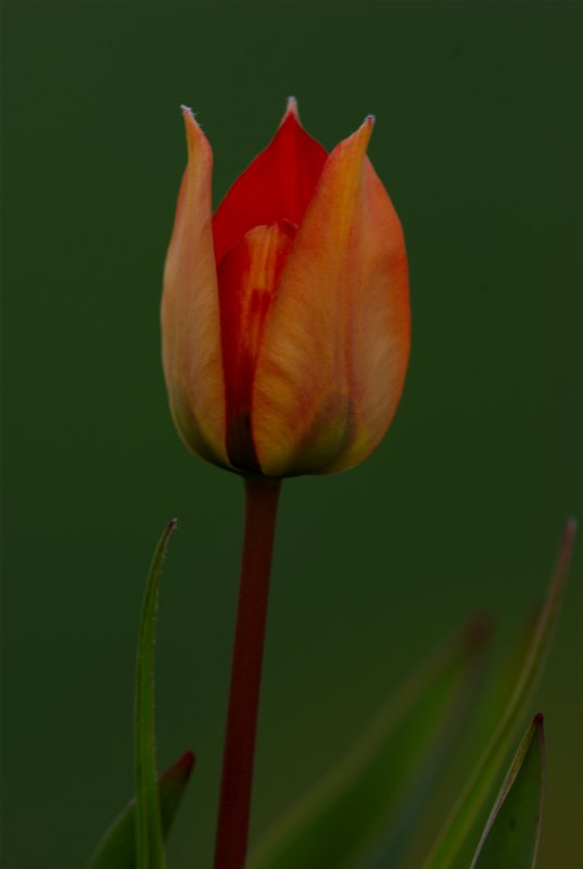 Tulipa agenensis