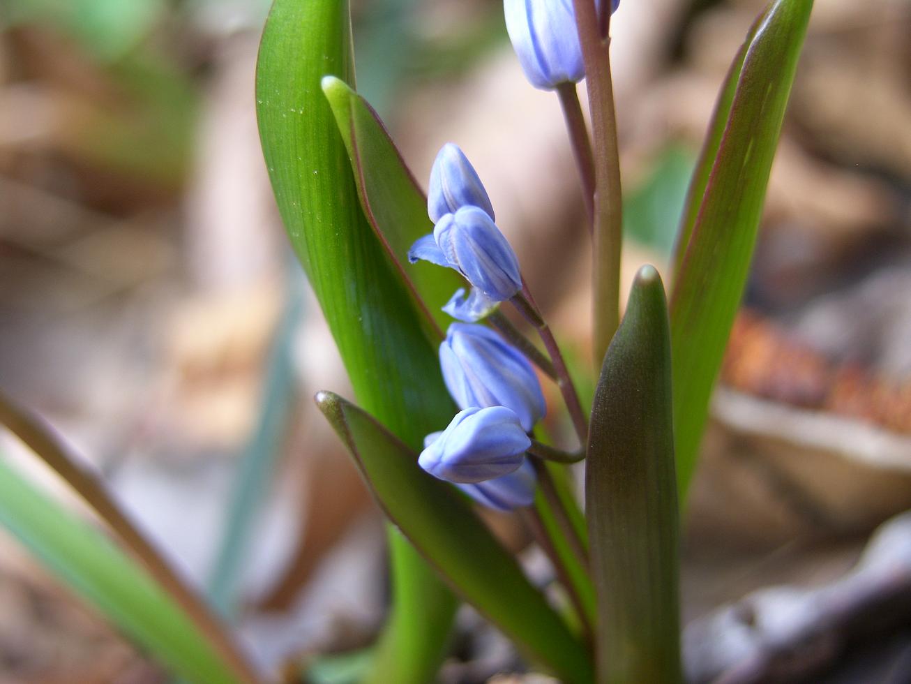 Scilla bifolia / Scilla silvestre