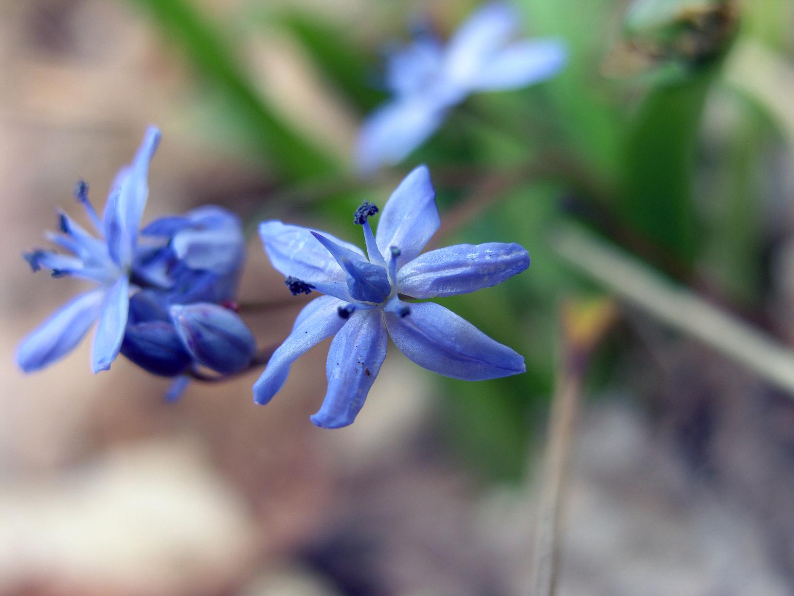 Scilla bifolia / Scilla silvestre