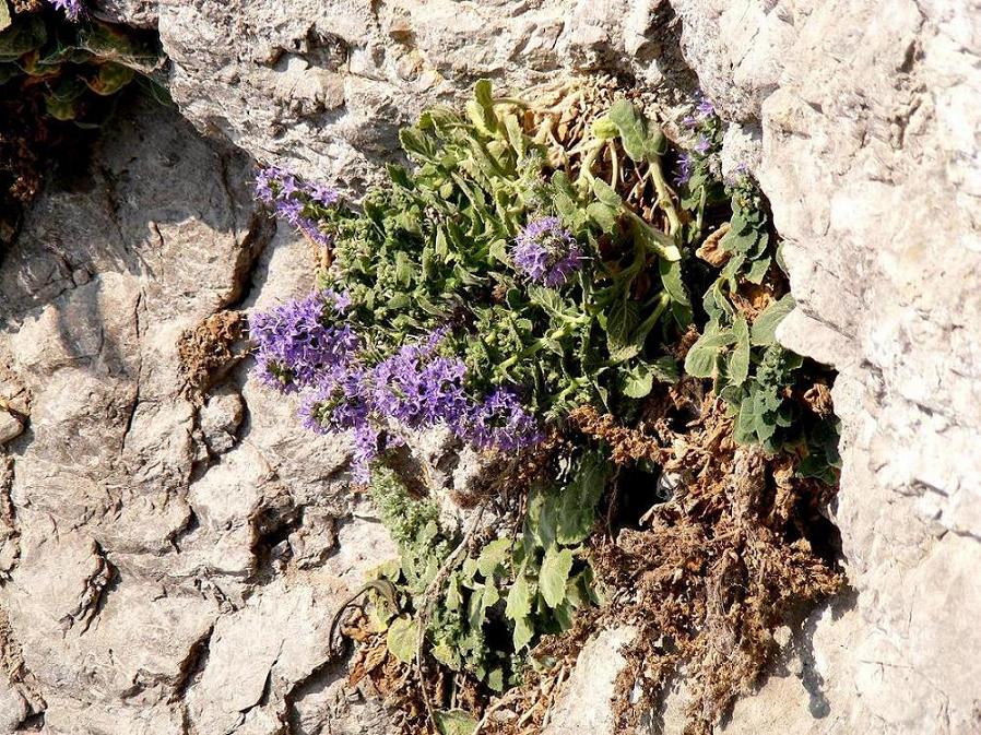 Campanula elatinoides / Campanula insubrica