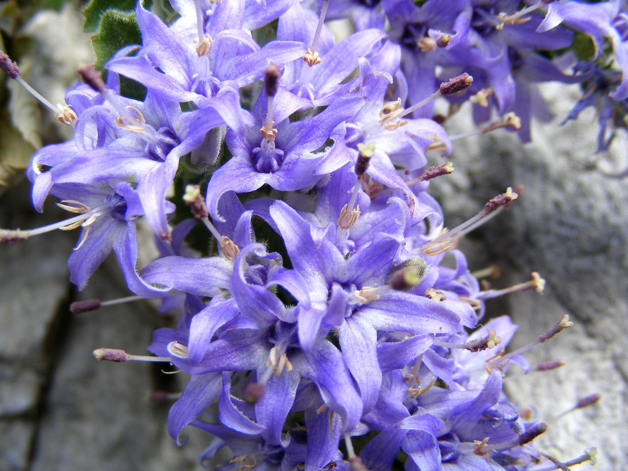 Campanula elatinoides / Campanula insubrica