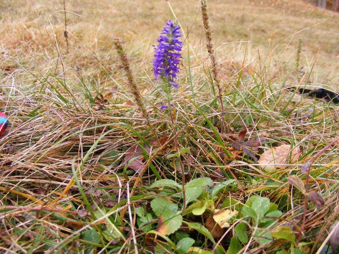 Veronica spicata (=Pseudolysimachion spicatum) / Veronica spigata