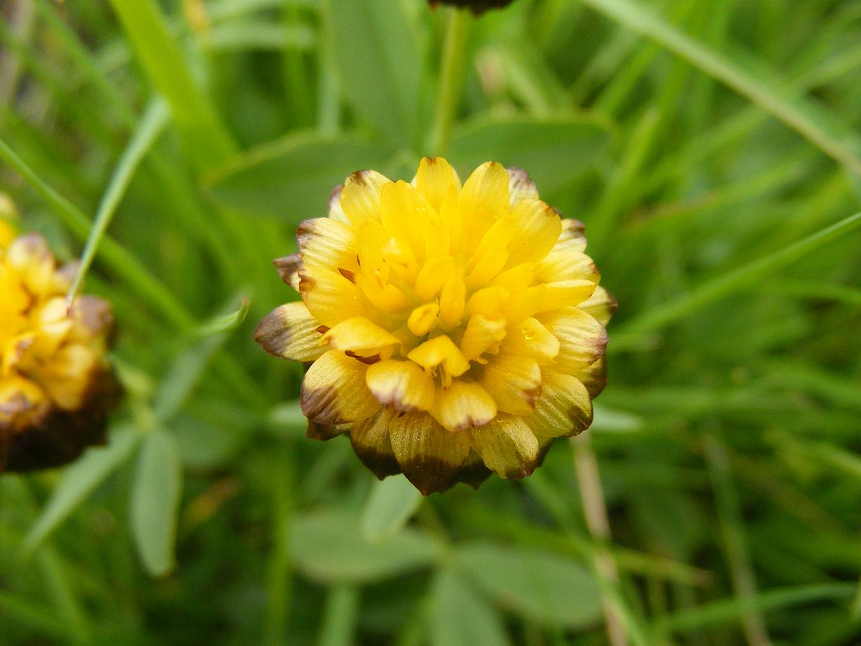 Trifolium badium