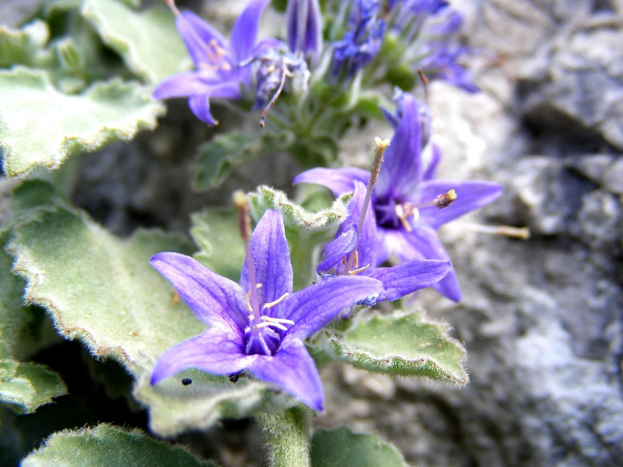 Campanula elatinoides / Campanula insubrica