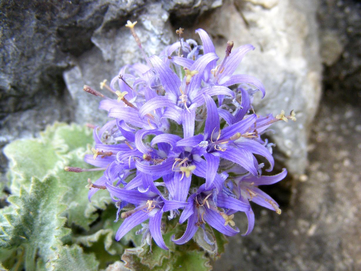 Campanula elatinoides / Campanula insubrica