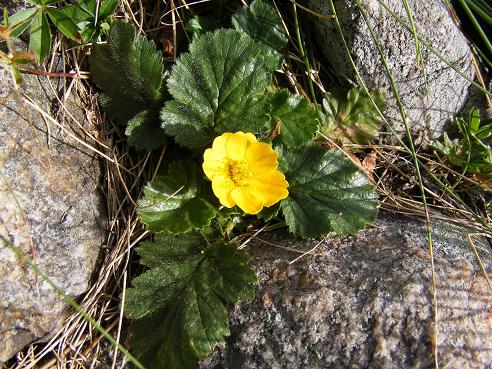 Geum reptans