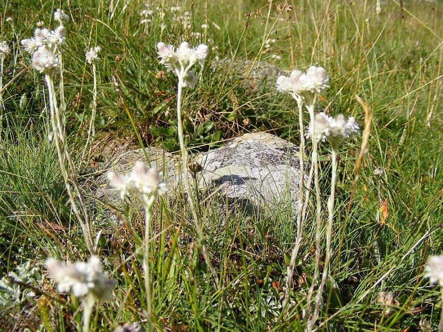 Antennaria dioica