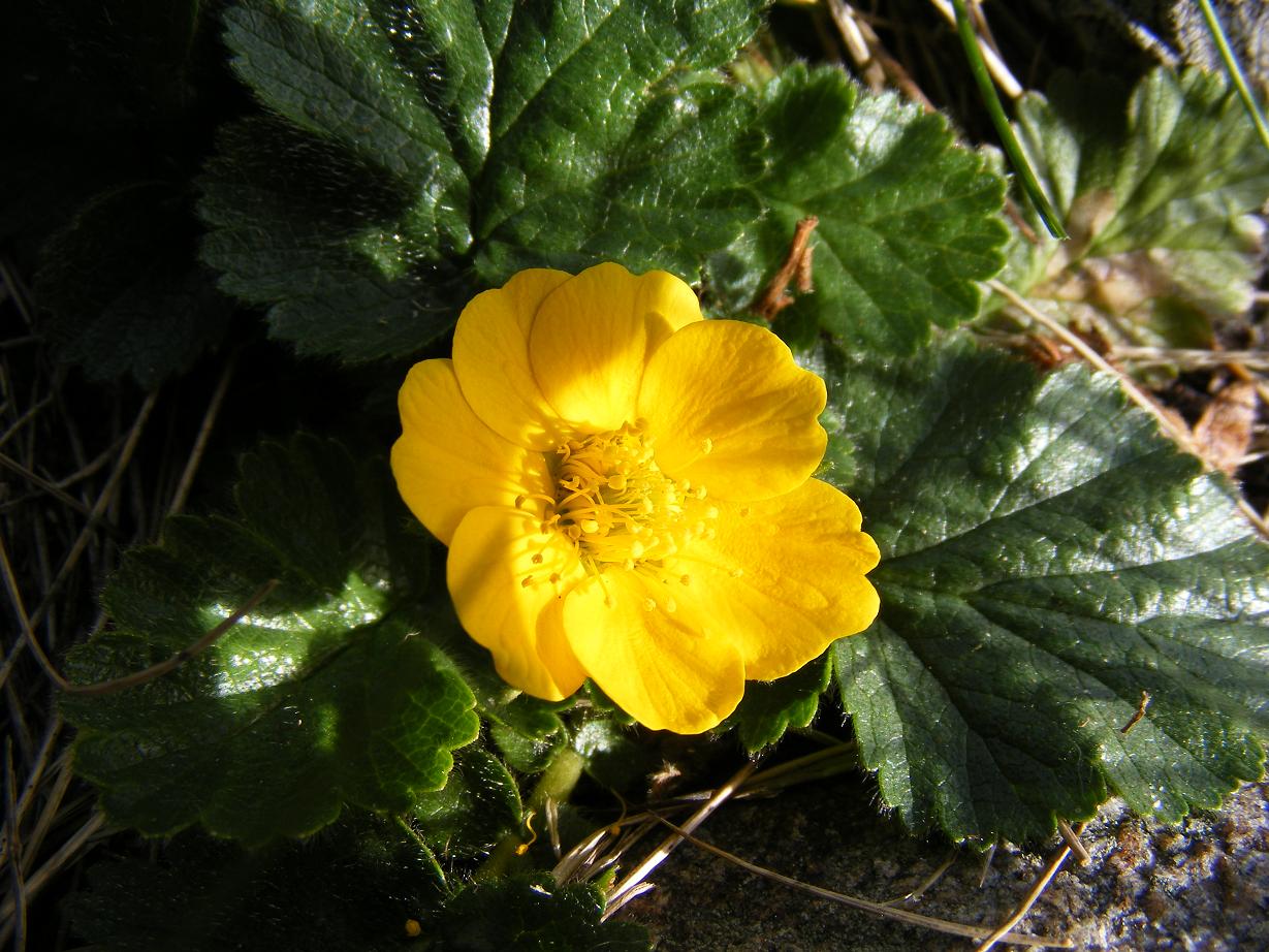 Geum reptans