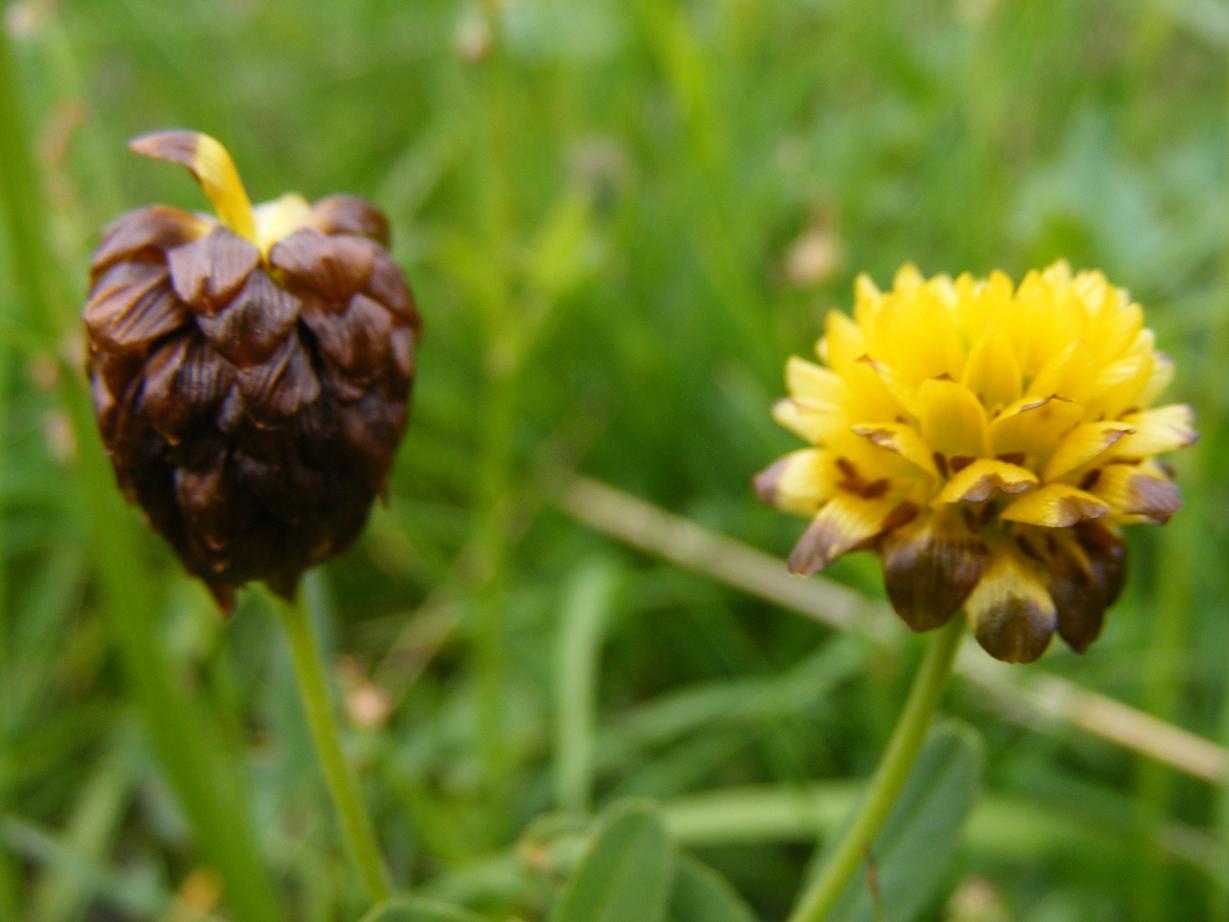 Trifolium badium