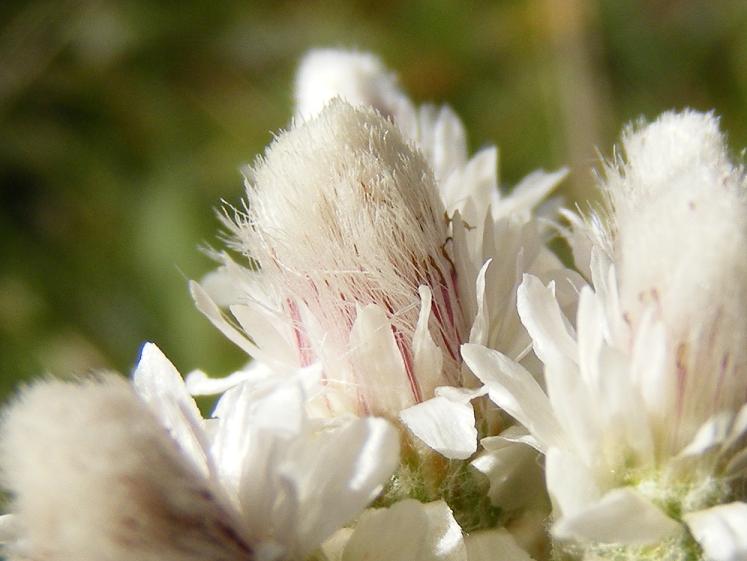 Antennaria dioica