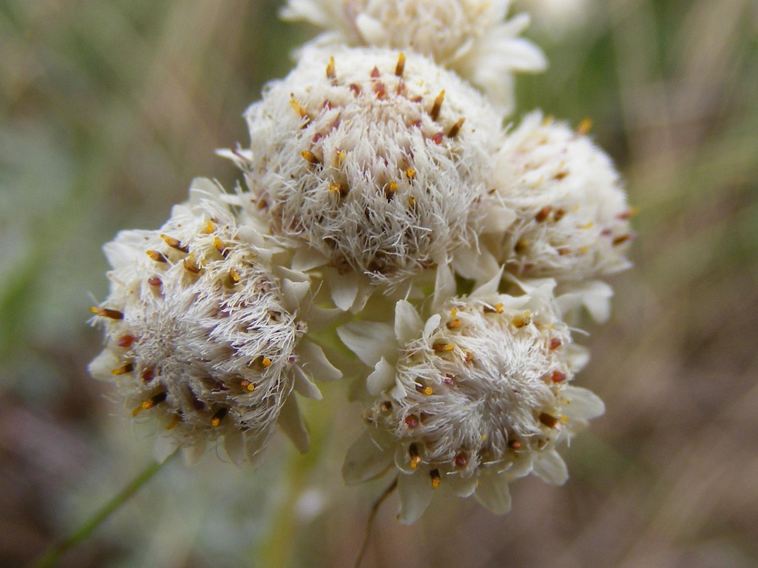 Antennaria dioica / Sempiterni di montagna