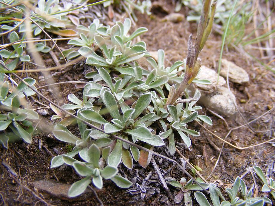 Antennaria dioica / Sempiterni di montagna