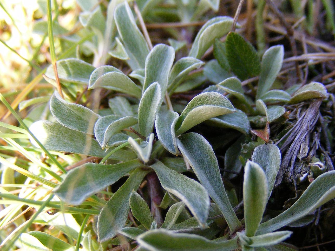 Antennaria dioica