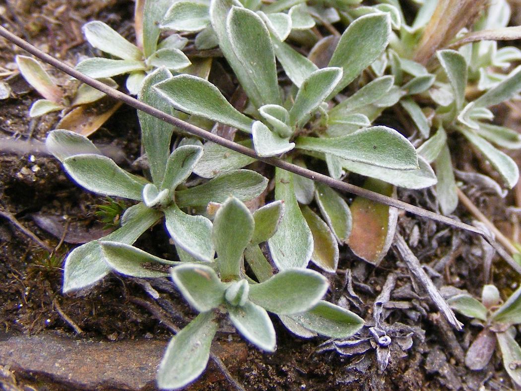 Antennaria dioica / Sempiterni di montagna