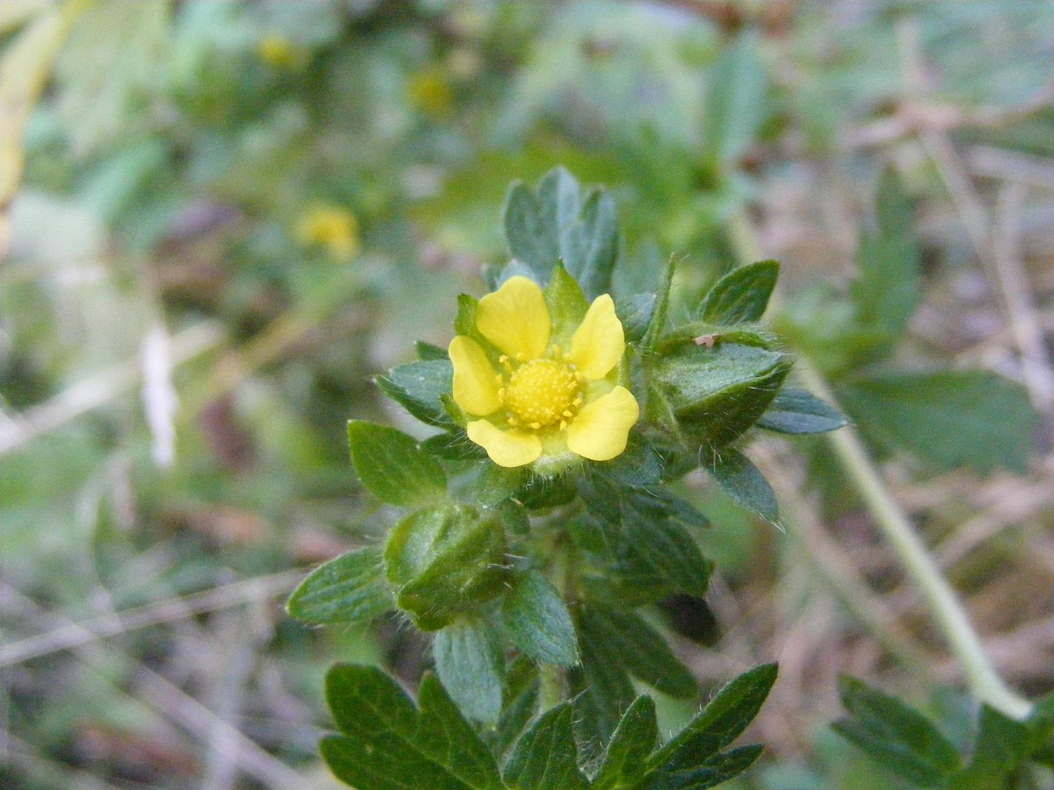 Potentilla norvegica / Potentilla della Norvegia