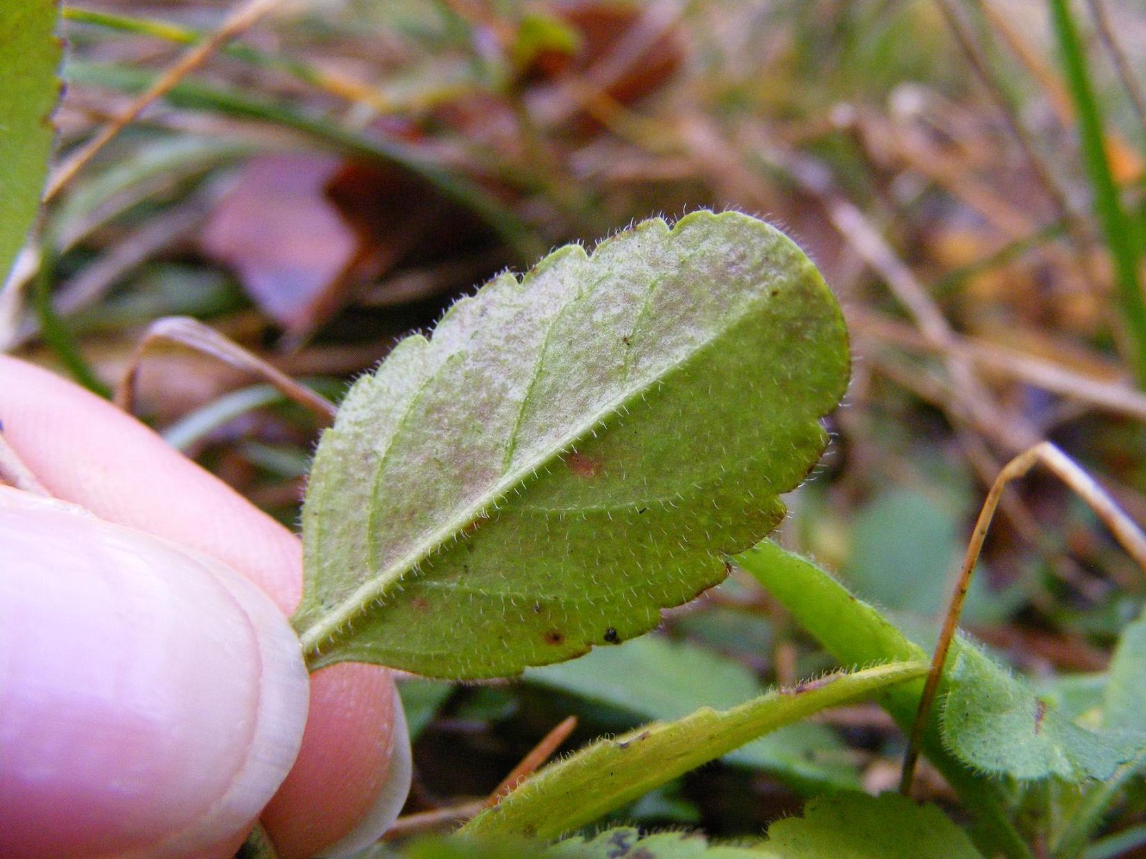 Veronica spicata (=Pseudolysimachion spicatum) / Veronica spigata