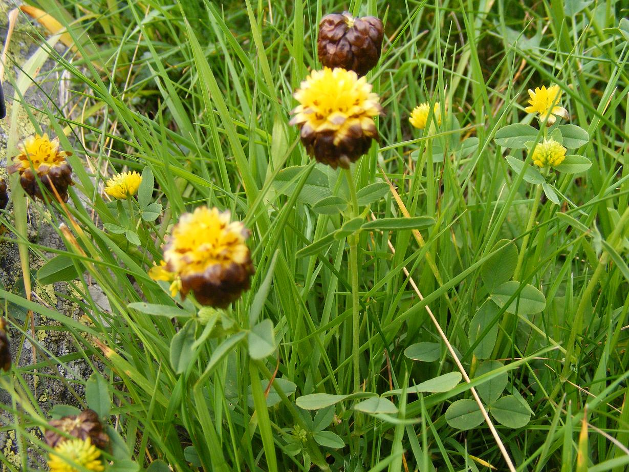 Trifolium badium