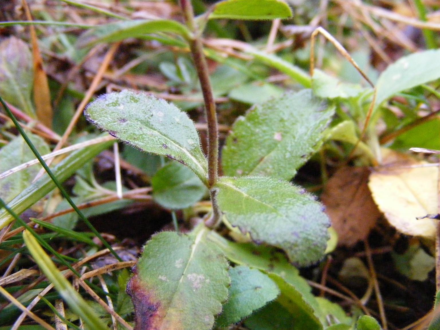 Veronica spicata (=Pseudolysimachion spicatum) / Veronica spigata