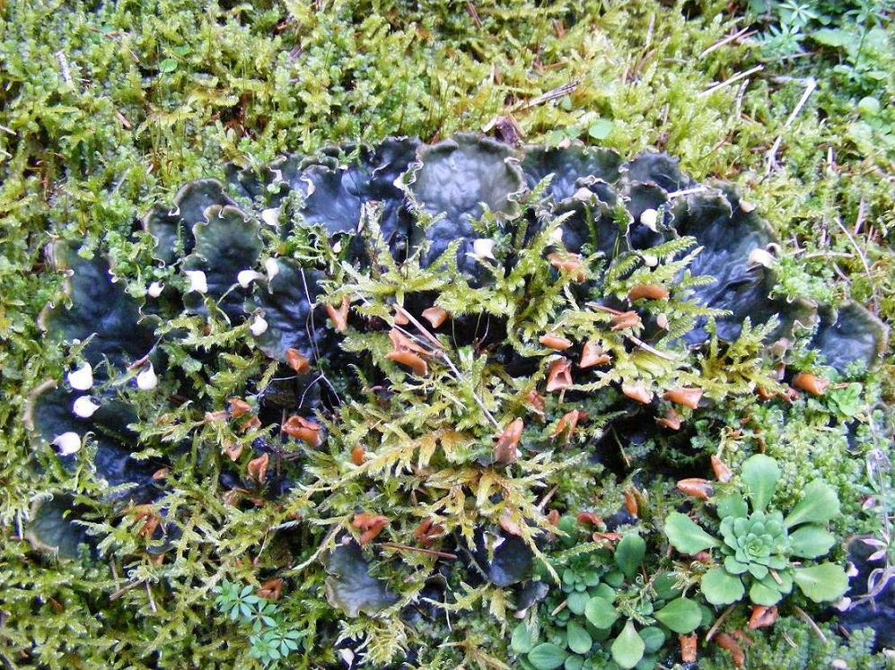 Peltigera spp.