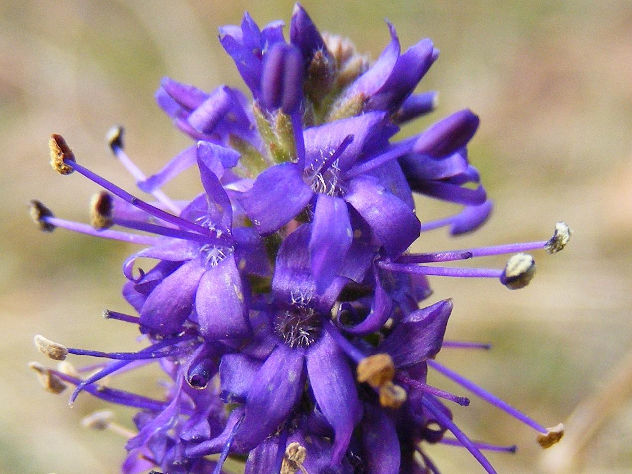 Veronica spicata (=Pseudolysimachion spicatum) / Veronica spigata