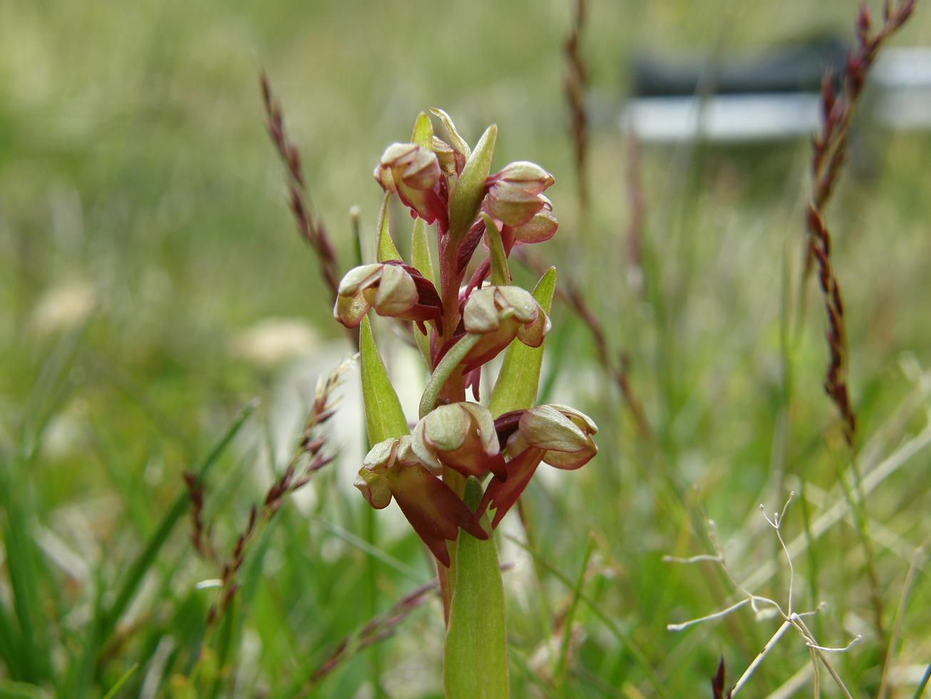 Coeloglossum viride