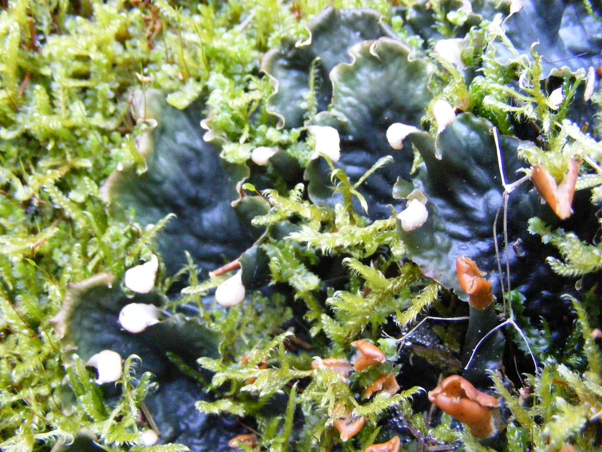 Peltigera spp.