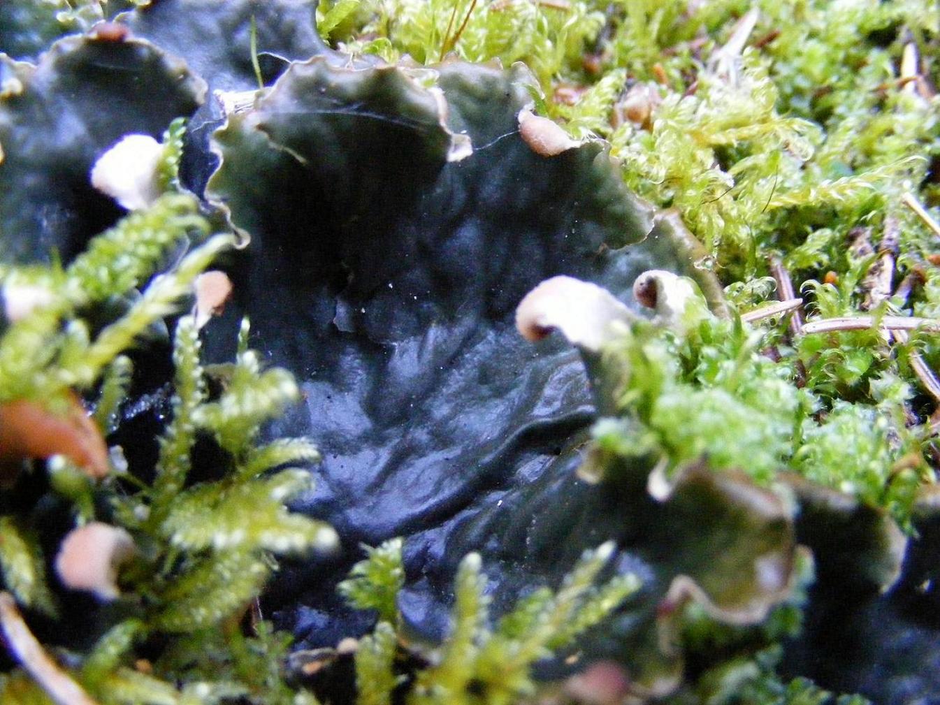 Peltigera spp.