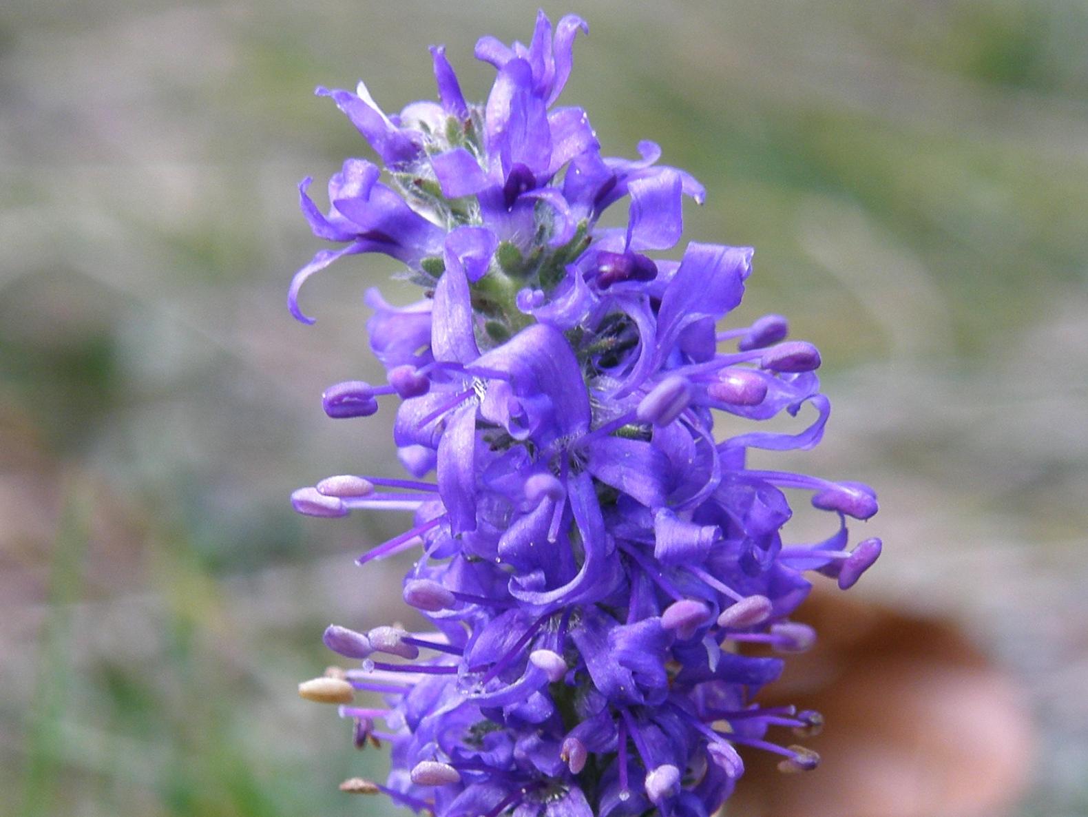 Veronica spicata (=Pseudolysimachion spicatum) / Veronica spigata