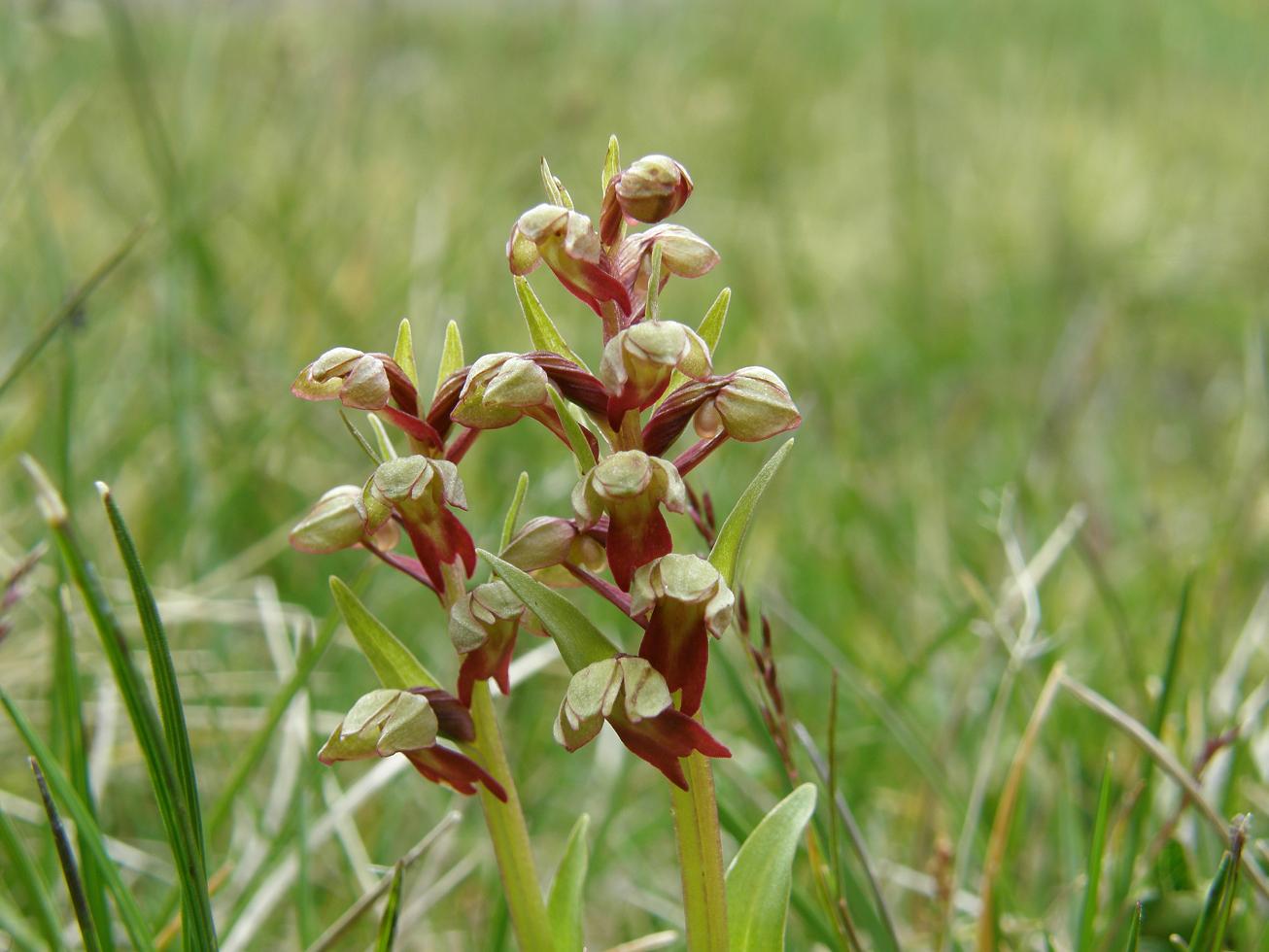 Coeloglossum viride