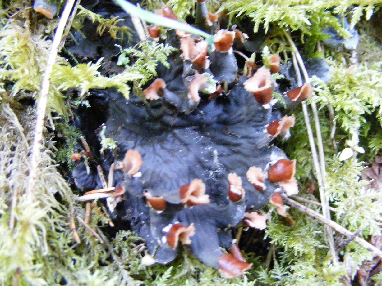 Peltigera spp.