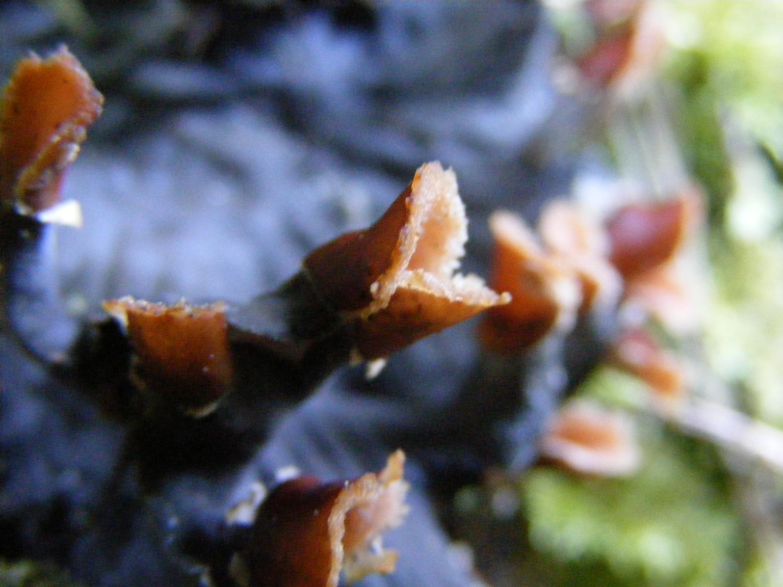 Peltigera spp.